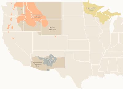 The current ranges of gray wolf subspecies in the U.S. West and Midwest. Wolves no longer have federal protection in the Northern Rockies. Source: U.S. Fish and Wildlife Service.