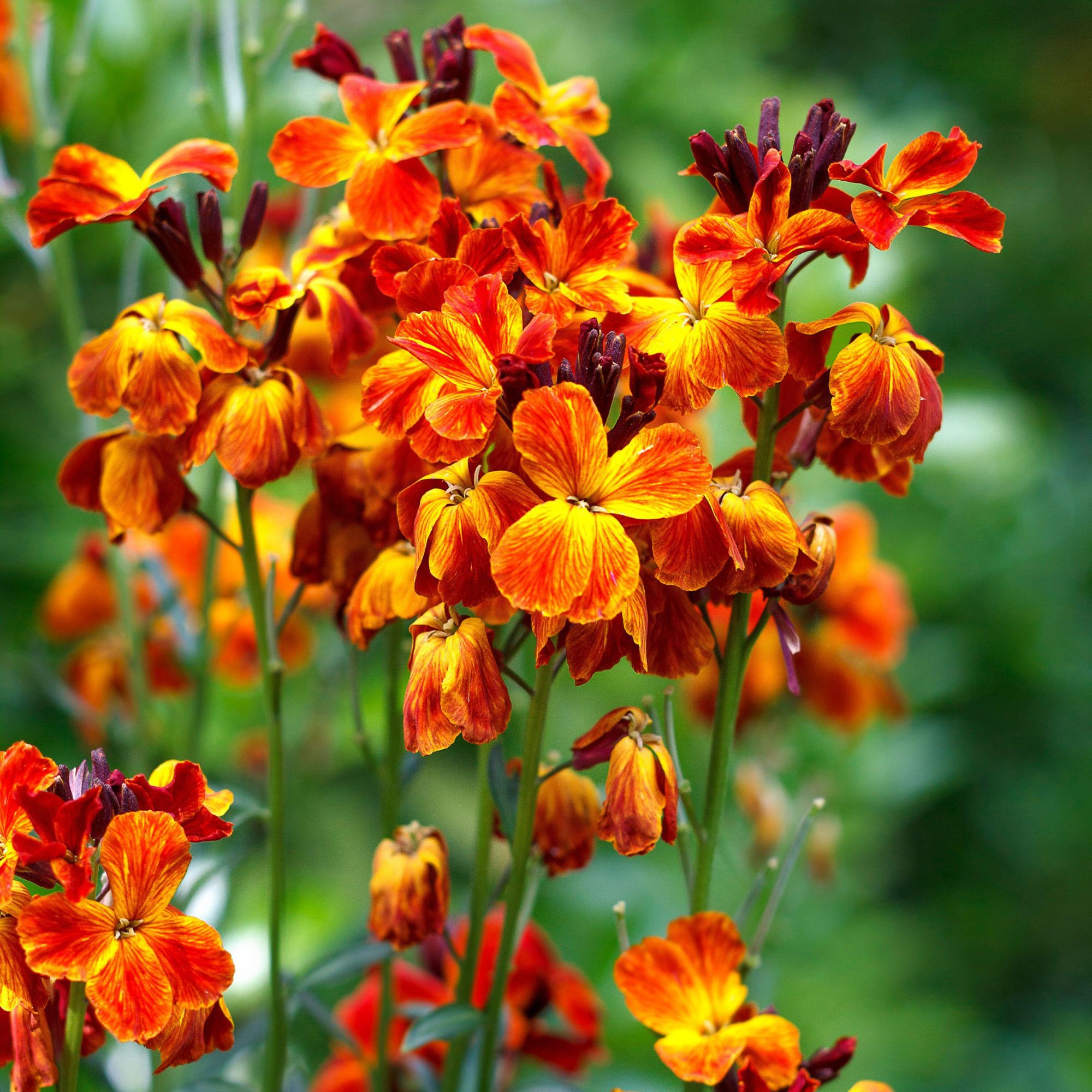 Orange wallflowers