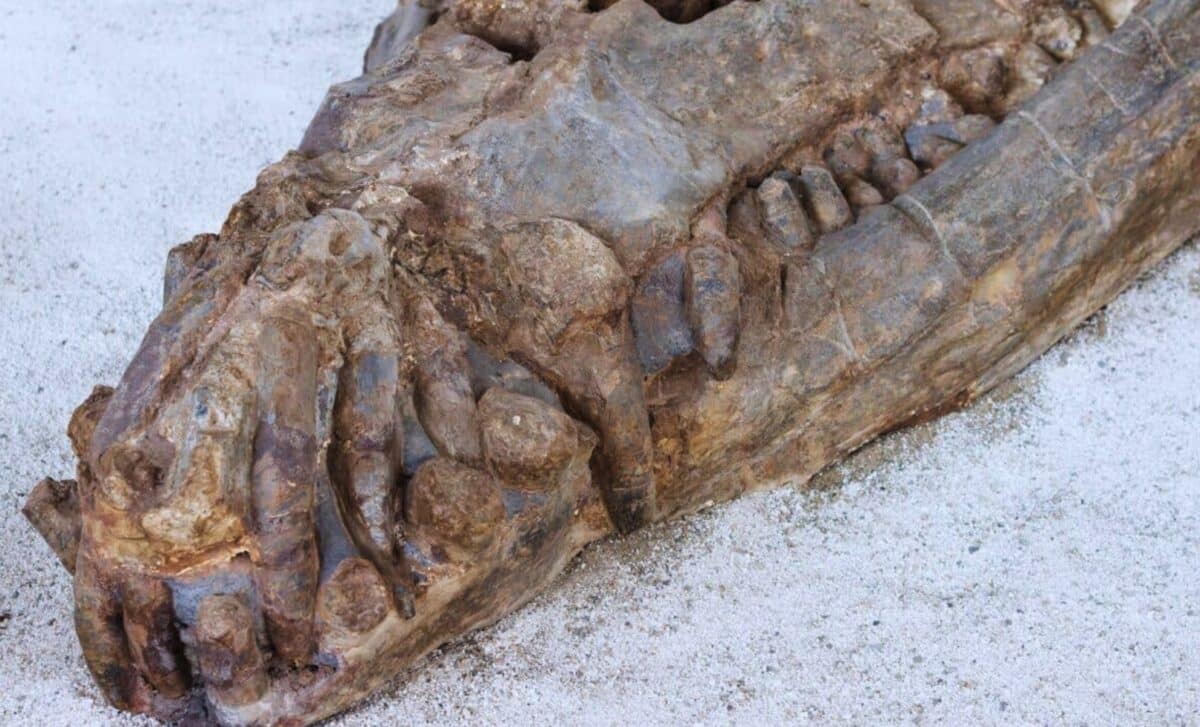 A Crocodile That Grew Larger Than Modern Crocs And Fed On Dinosaurs