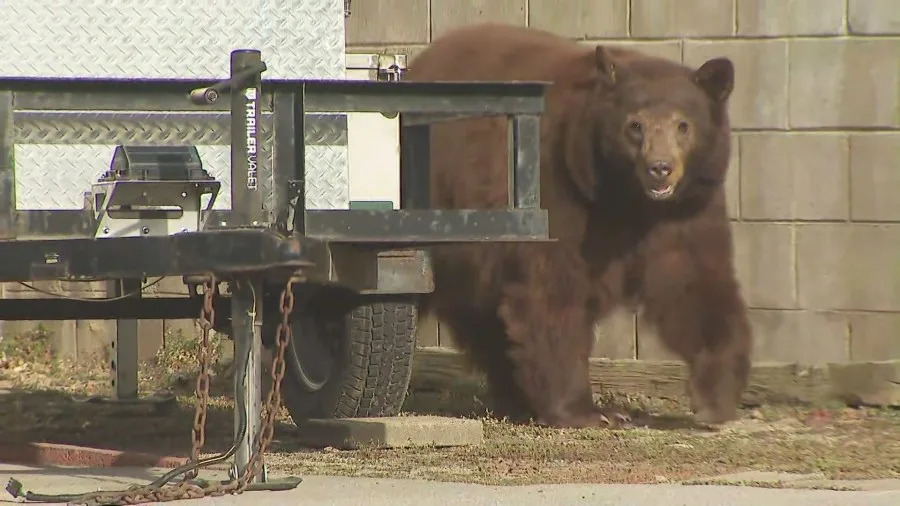 Black bear walking through a Monrovia neighborhood near a wildlife trap while KTLA reporter Erin Myers reports live nearby during coverage of a bear encounter involving a woman and her dog.