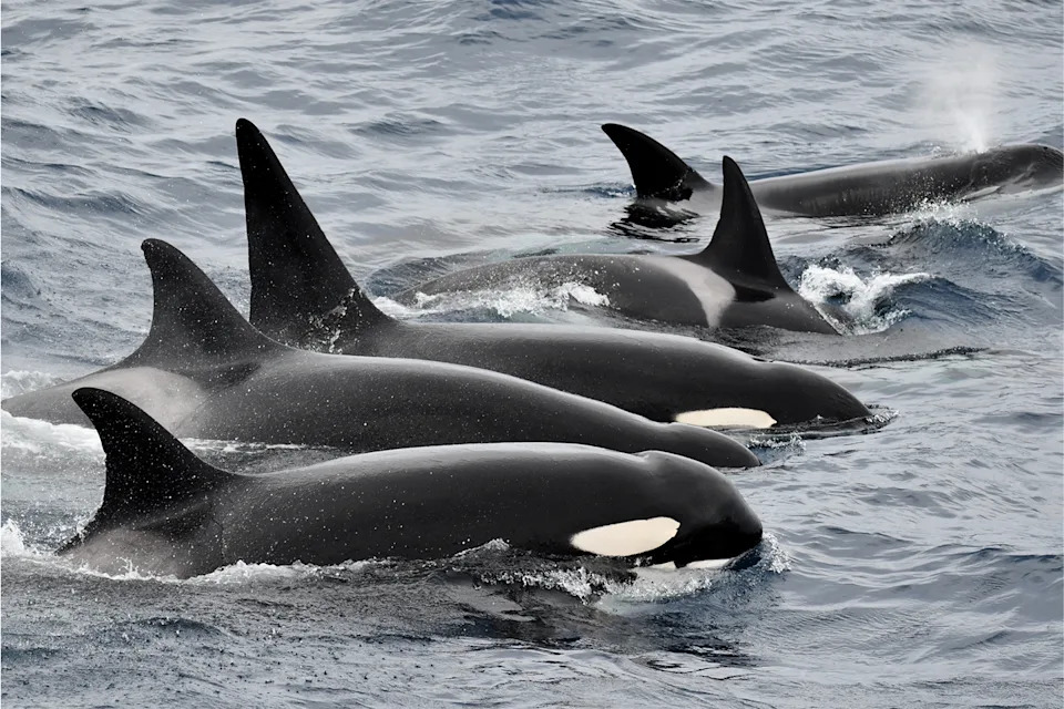 Orca swimming in Australian waters. 