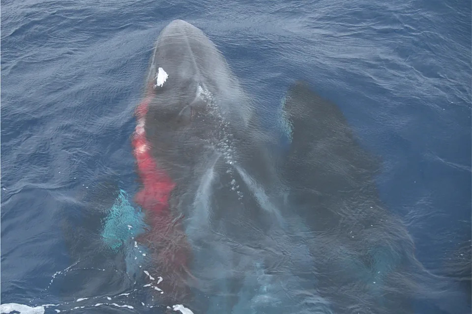 A fin whale covered in blood swimming next to an orca. 