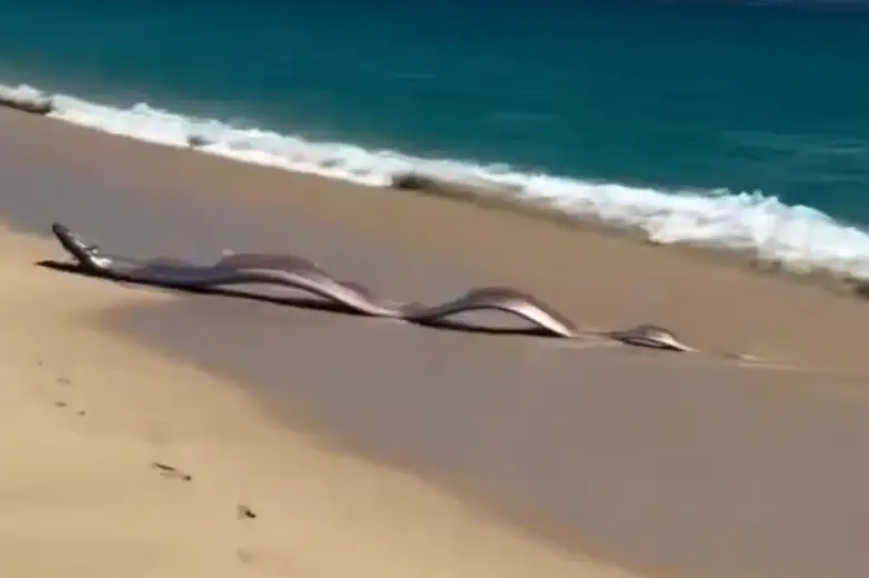 They are the biggest bony fish in the world (X)