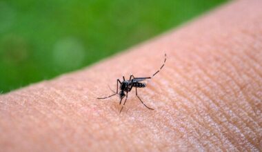 PAHO reports sustained yellow fever transmission in parts of South America - PAHO/WHO