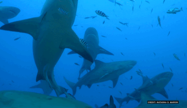 Sharks ‘have best friends and go swimming together’