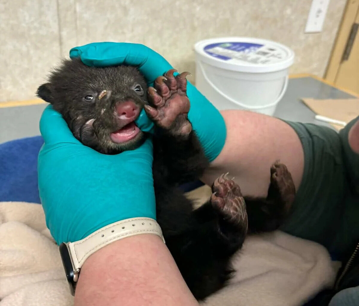 Tiny black bear cub rescued, transported across B.C. to safety