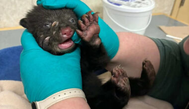 Tiny black bear cub rescued, transported across B.C. to safety