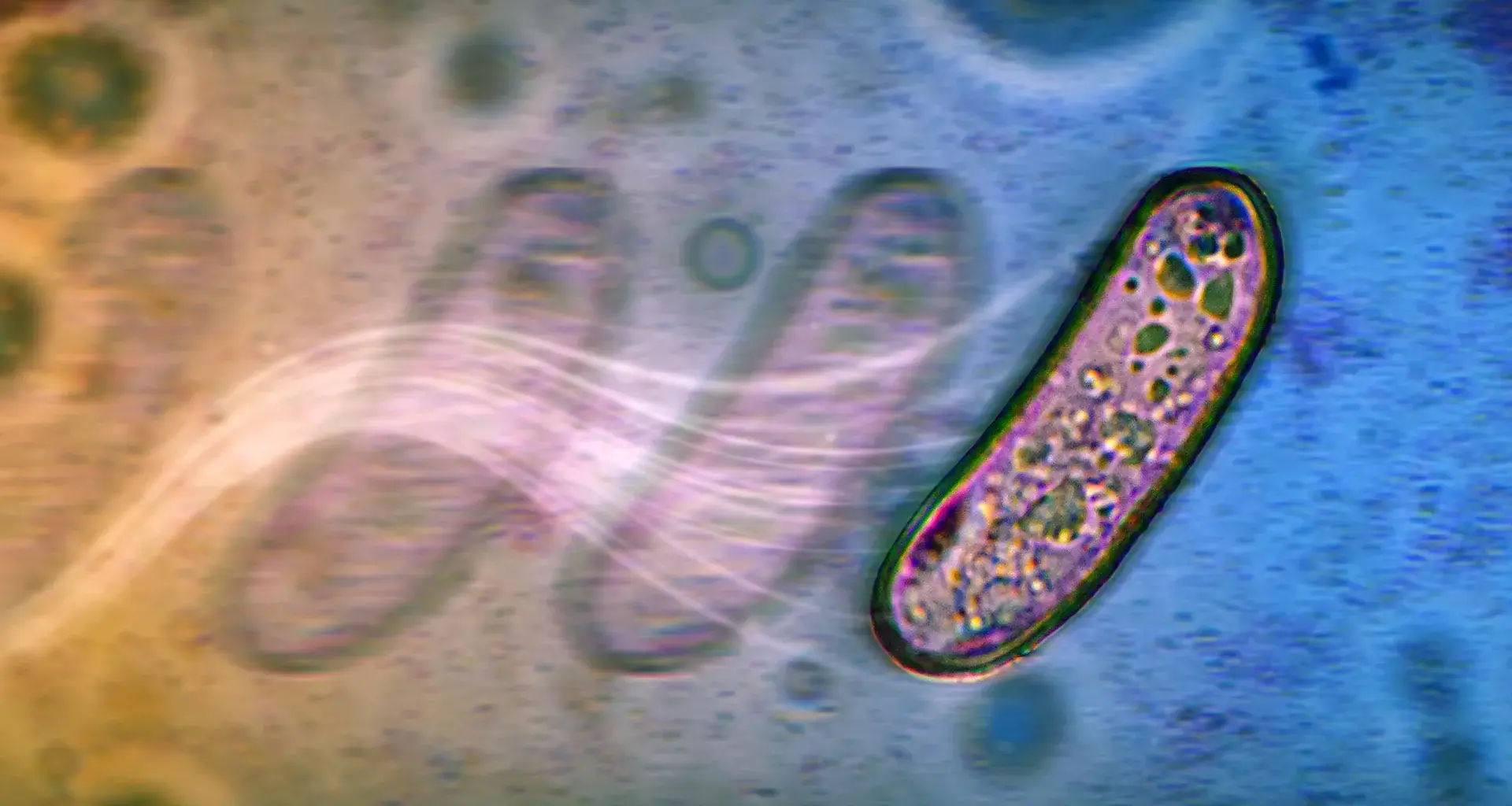 The surprising new ways bacteria spread without propellers