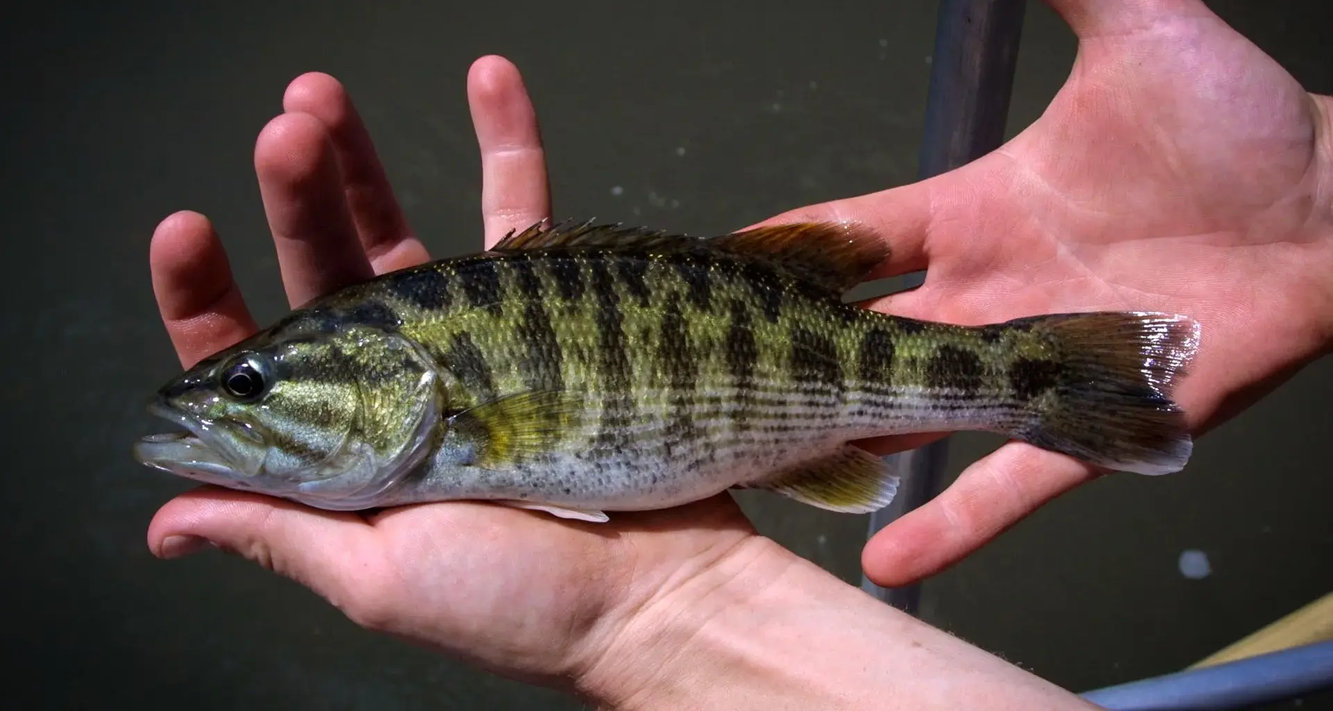 DNA reveals two new bass species hidden in plain sight
