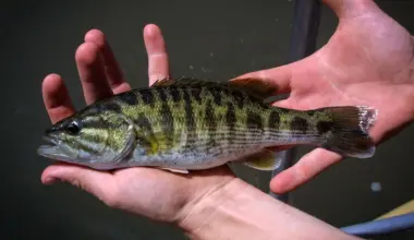 DNA reveals two new bass species hidden in plain sight
