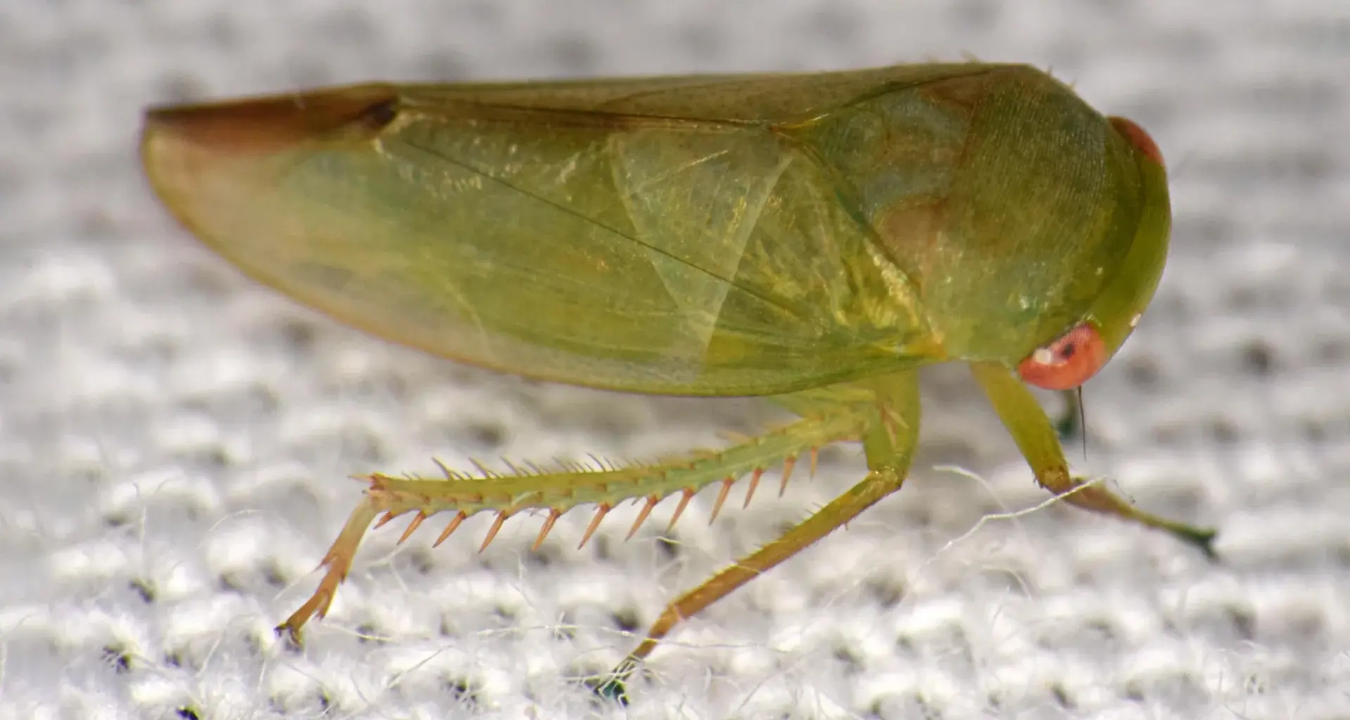 Scientists discover seven strange frog-like insects hidden in uganda’s rainforest