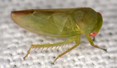 Scientists discover seven strange frog-like insects hidden in uganda’s rainforest