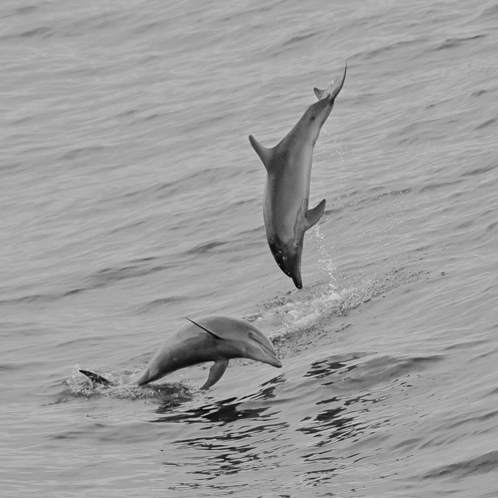 Two Pantropical Spotted Dolphins play in the Pacific Ocean. Getty Images