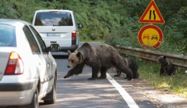 Romanian Senate quietly doubles quota of bears to be shot this year