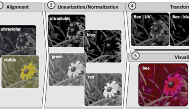 Seeing The World Through Animal Eyes