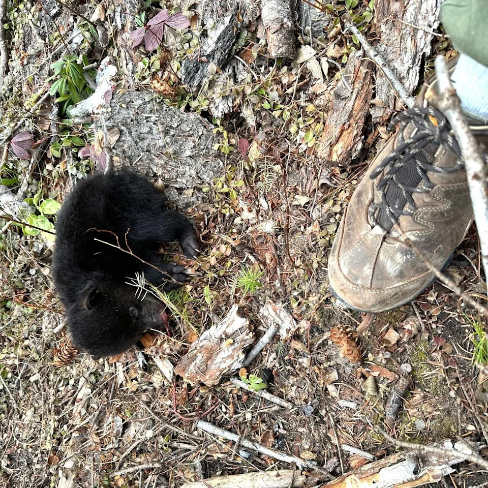 A black bear cub rescued from near Kamloops on March 23, 2026, was smaller than one of its rescuer's shoes.
