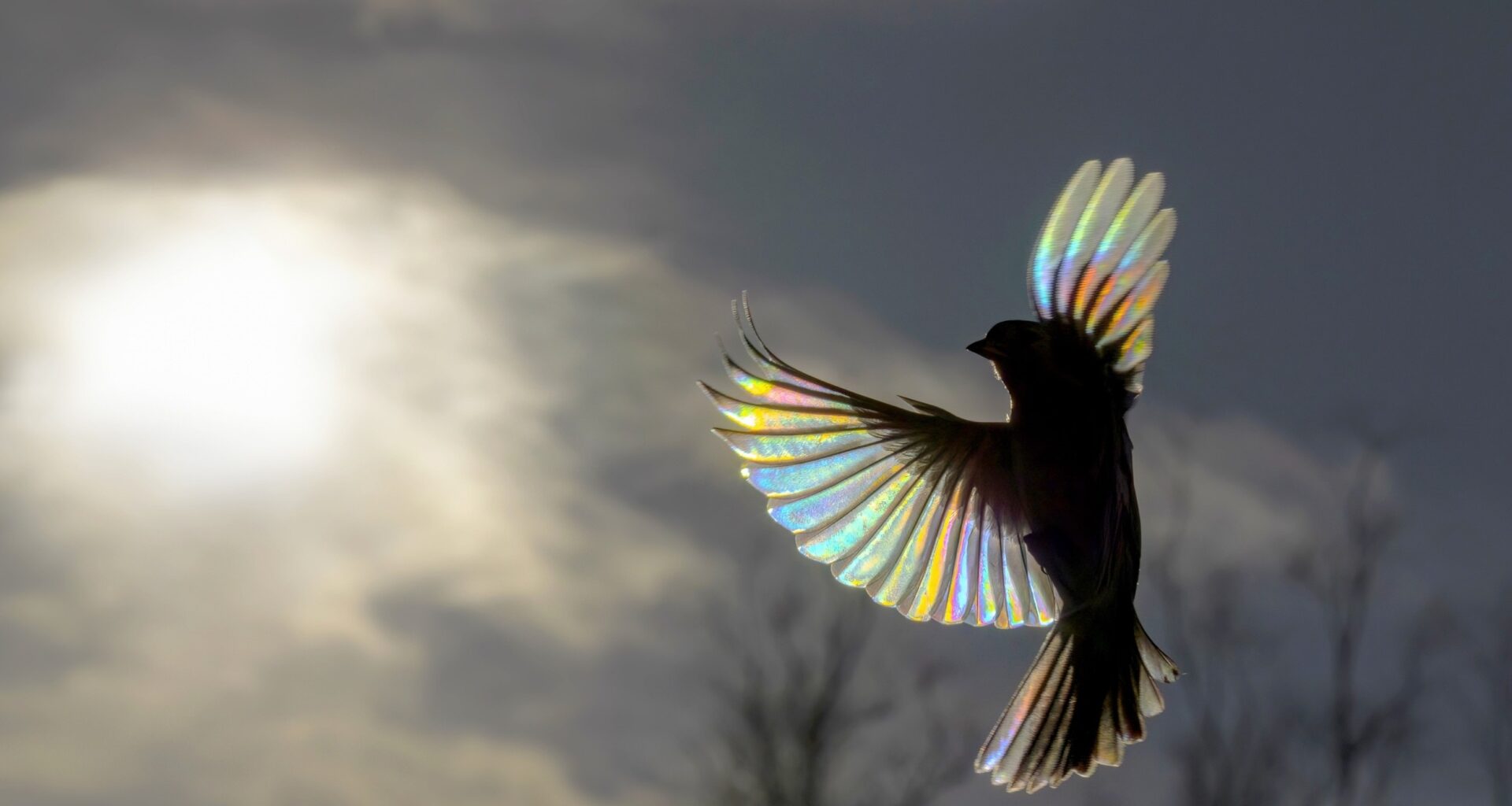 Bird feathers can cool off by sending body heat into space