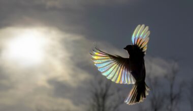 Bird feathers can cool off by sending body heat into space