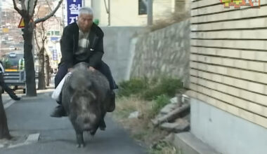 Senior Man From South Korea Adopts Wild Boar as Pet