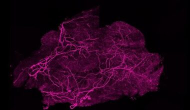 Neuroscience News logo for mobile.