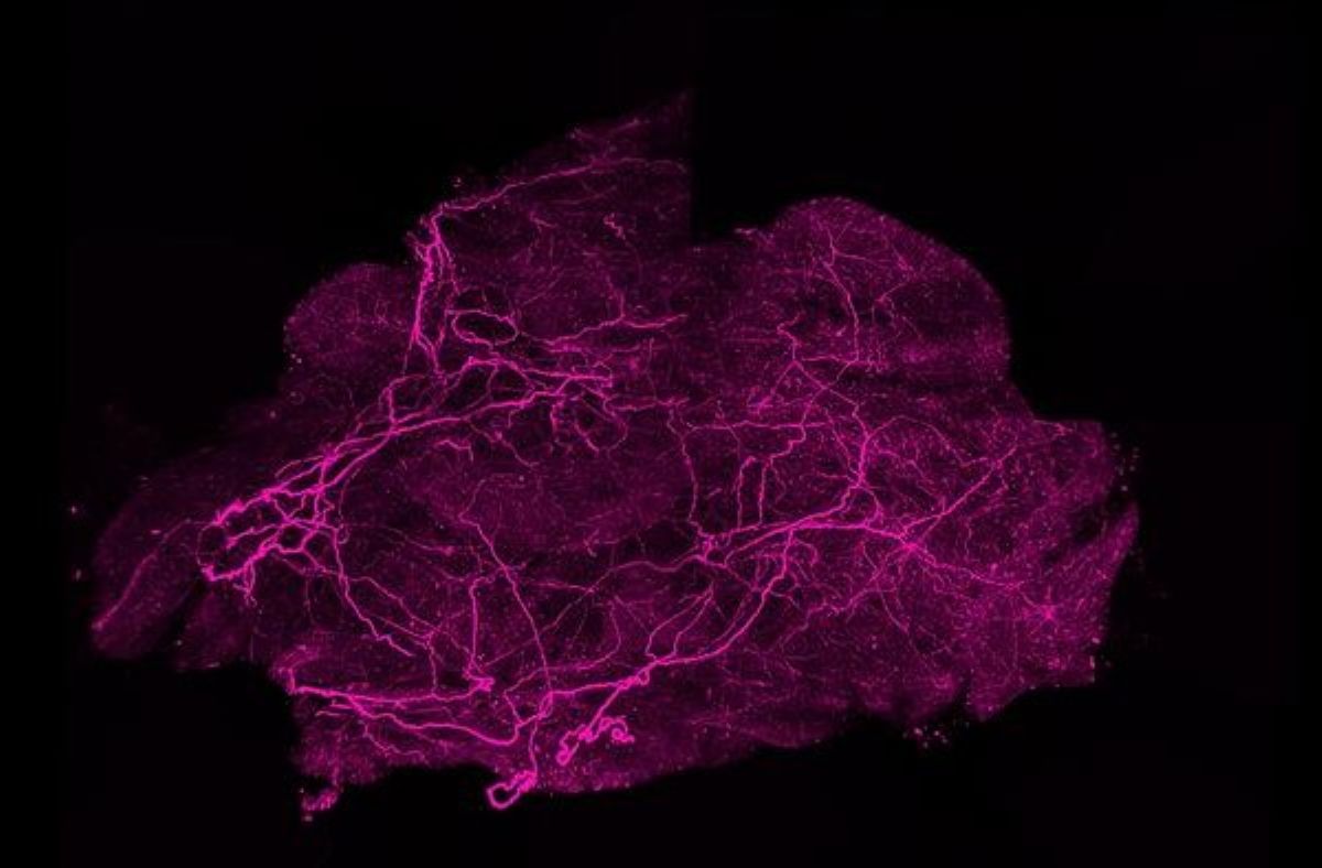 Neuroscience News logo for mobile.