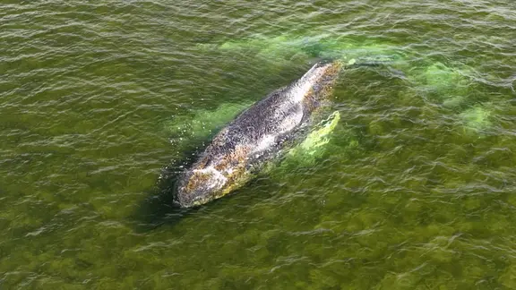 Ein Wal befindet sich in relativ flachen Wasser vor der Ostseeküste bei Wismar. | NDR/Screenshot Ein Wal befindet sich in relativ flachen Wasser vor der Ostseeküste bei Wismar.