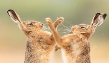 Boxing hares, leaping toads and more... Best of British wildlife photography - Firstpost