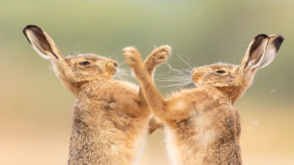 Boxing hares, leaping toads and more... Best of British wildlife photography - Firstpost