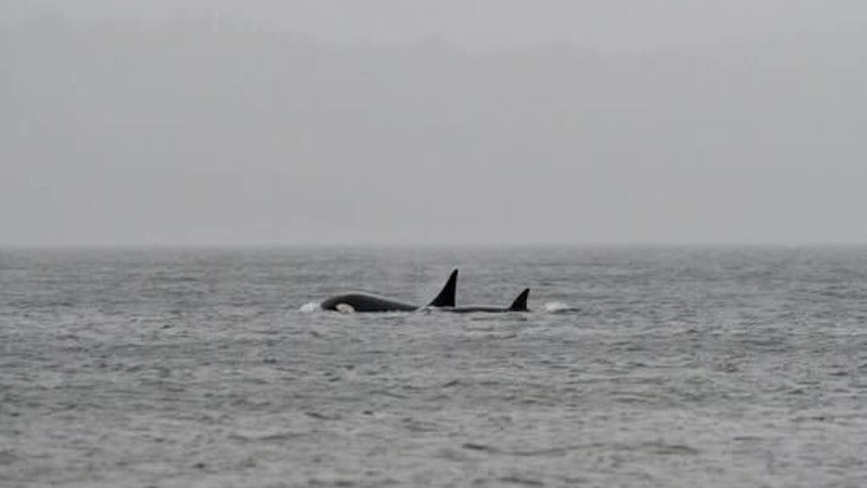 <div>T420, T419 and T421 spotted in the Salish Sea.</div><strong>(Orca Conservancy)</strong>