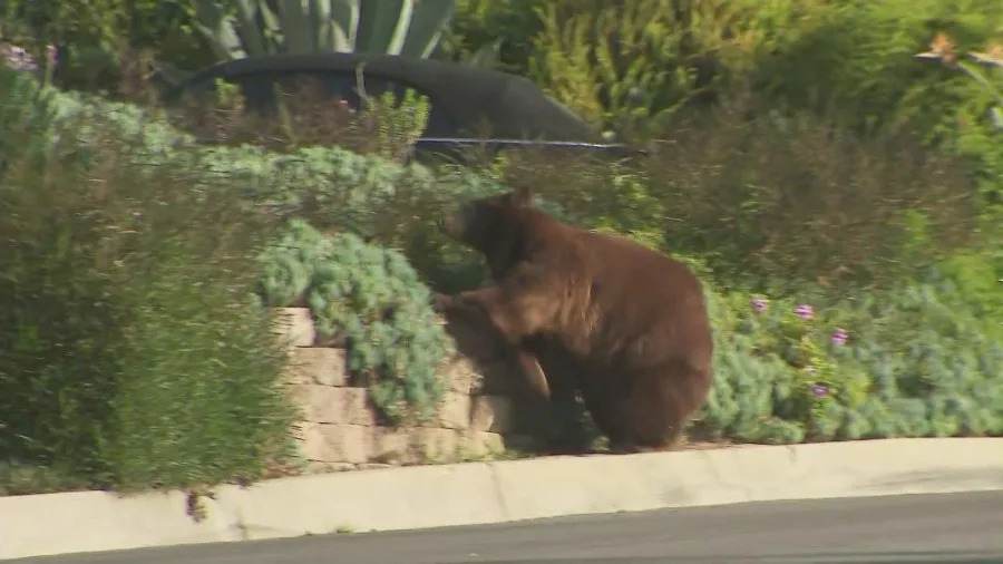 Black bear walking through a Monrovia neighborhood near a wildlife trap while KTLA reporter Erin Myers reports live nearby during coverage of a bear encounter involving a woman and her dog.