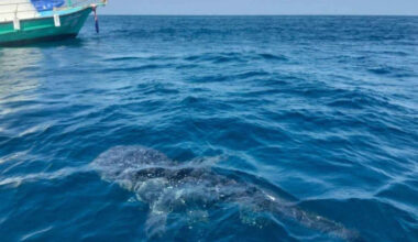 Bangkok Post - Whale shark spotted in marine park