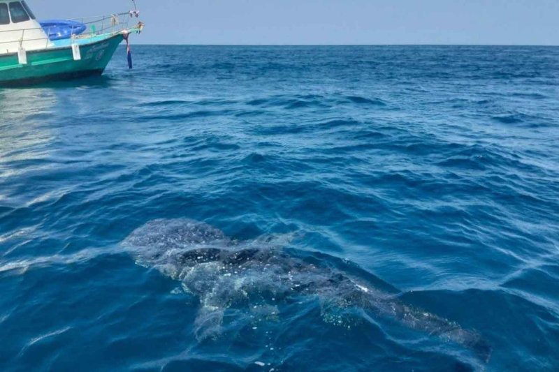 A 3-5 metre long whale shark is seen in the waters off Hat Noppharat Thara-Mu Ko Phi Phi National Park in Krabi on March 14. Hat Noppharat Thara-Mu Ko Phi Phi National Park