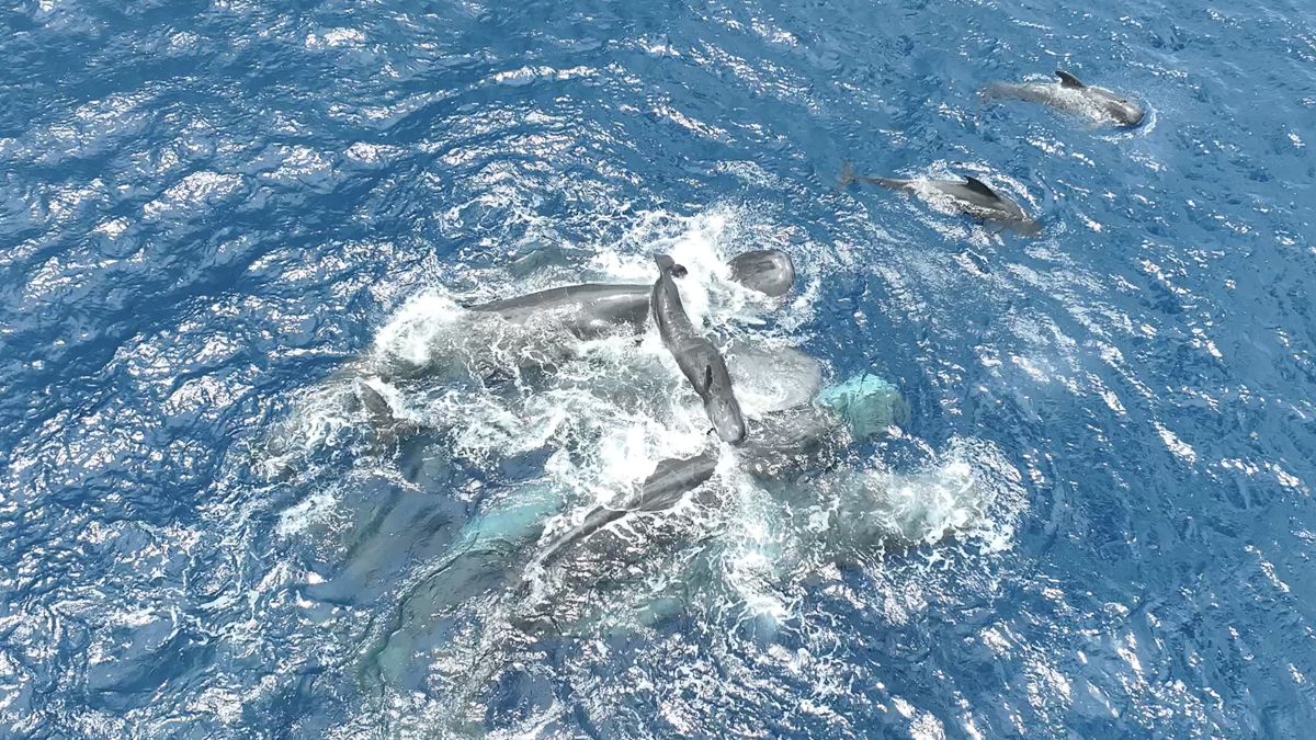Incredible Video Shows Sperm Whales Come Together to Birth a Calf : ScienceAlert