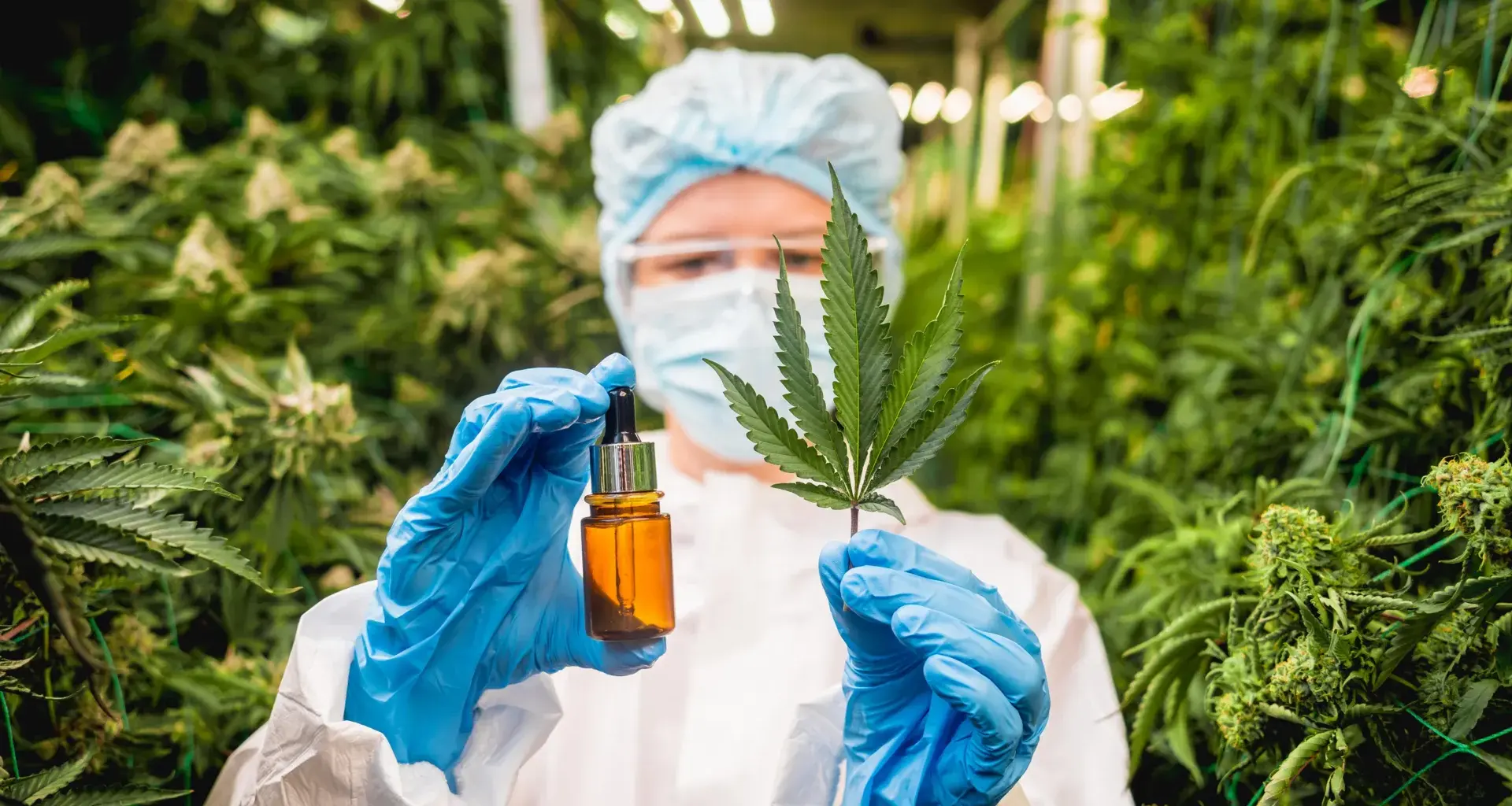 Cannabis compounds CBD and CBG may help reverse fatty liver disease, study finds