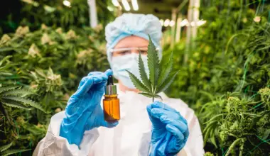 Cannabis compounds CBD and CBG may help reverse fatty liver disease, study finds