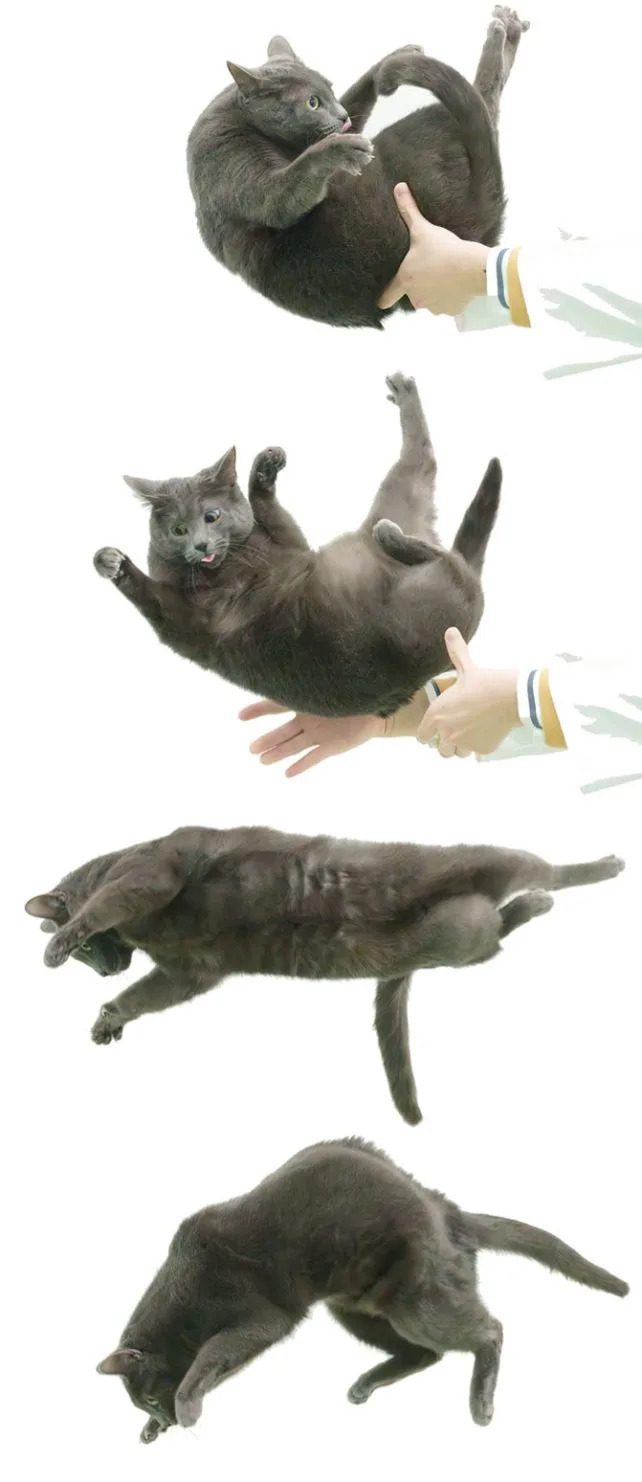 A sequence of four images of a falling cat. (Higurashi et al., <a href="https://doi.org/10.1002/ar.70165" rel="nofollow noopener" target="_blank" data-ylk="slk:Anat. Rec.;elm:context_link;itc:0;sec:content-canvas" data-yga="{"yLinkElement":"context_link","yModuleName":"content-canvas","yLinkText":"Anat. Rec."}" class="link "><em>Anat. Rec.</em></a>, 2026)