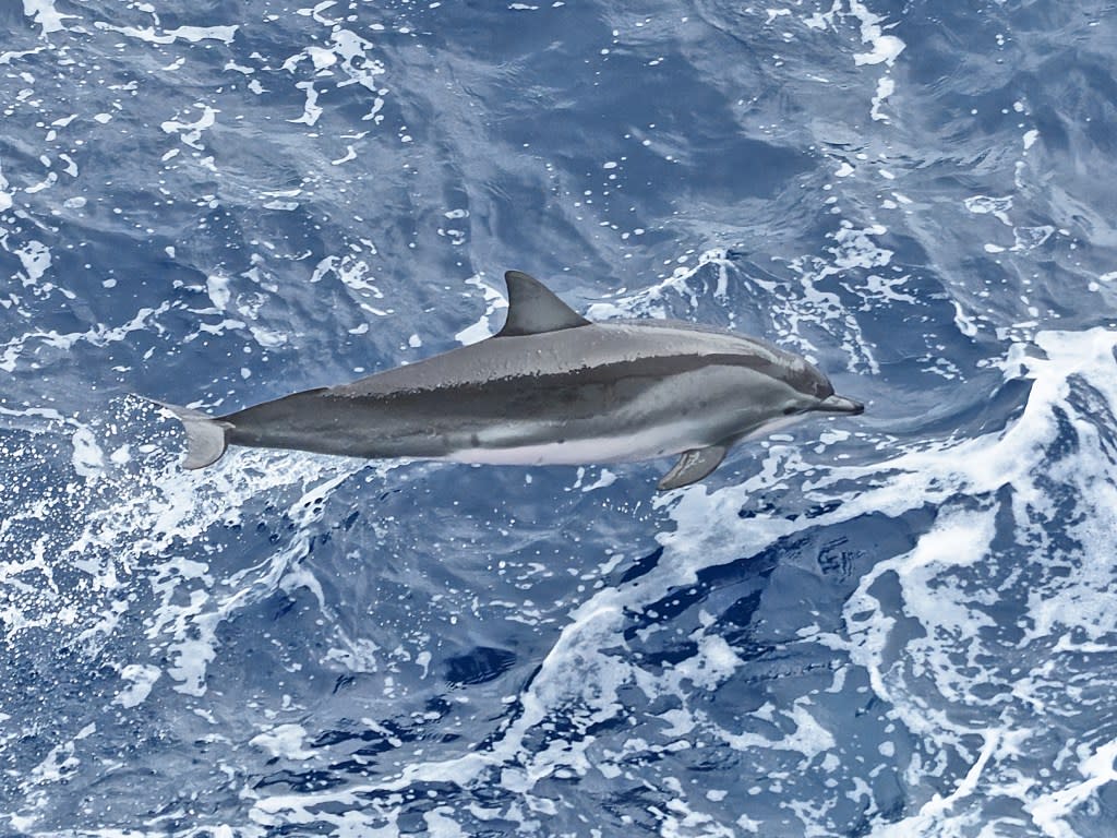 Their sleek design helps them swim incredibly fast. Getty Images