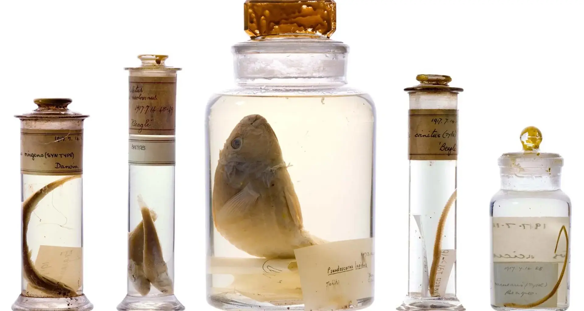 Scientists just looked inside Darwin’s 200-year-old specimen jars without opening them