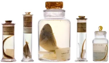 Scientists just looked inside Darwin’s 200-year-old specimen jars without opening them