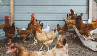 Environmental Testing Can Uncover Poultry Viruses in Markets
