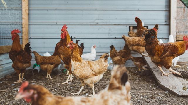 Environmental Testing Can Uncover Poultry Viruses in Markets