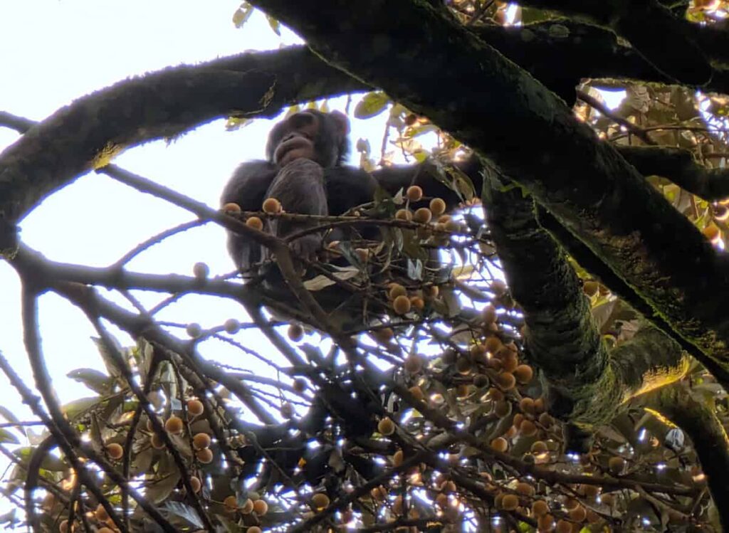 Monkey sitting on tree branches with fruit in a natural forest setting.