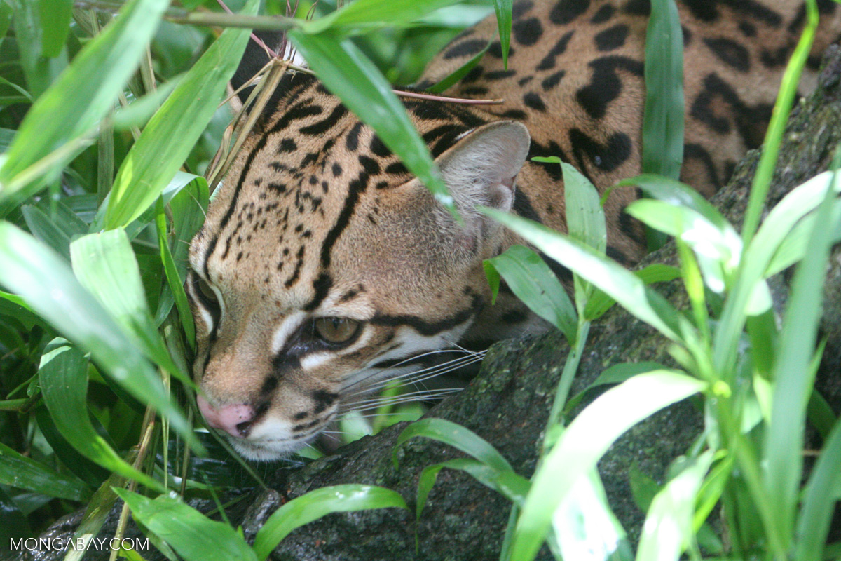 Rare ocelot spotted on Mexico’s Cozumel Island