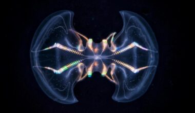 The Comb Jelly 'Brain' Is Far More Complex Than We Ever Realized : ScienceAlert