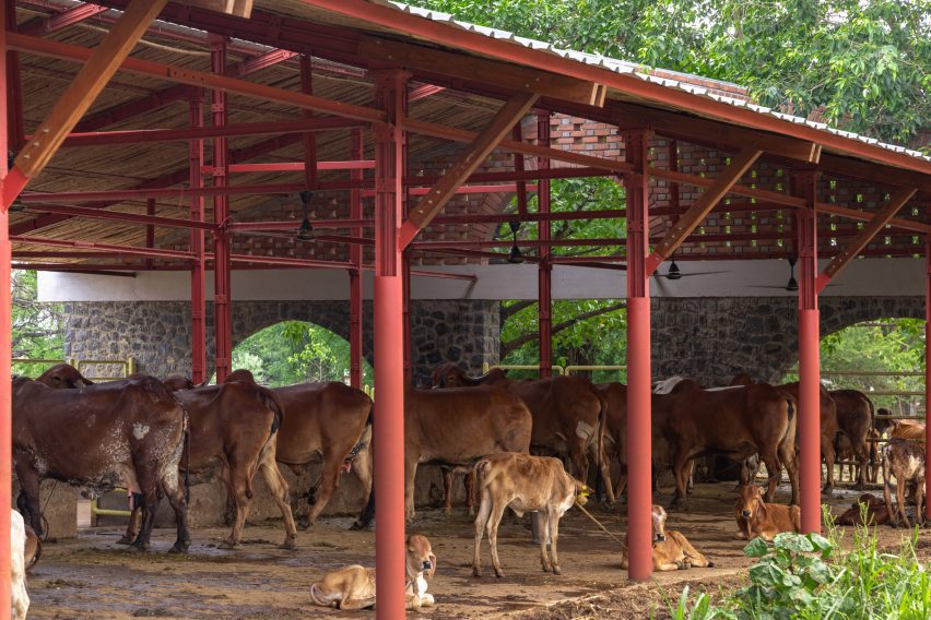 Cows at the Gaughar by Compartment S4