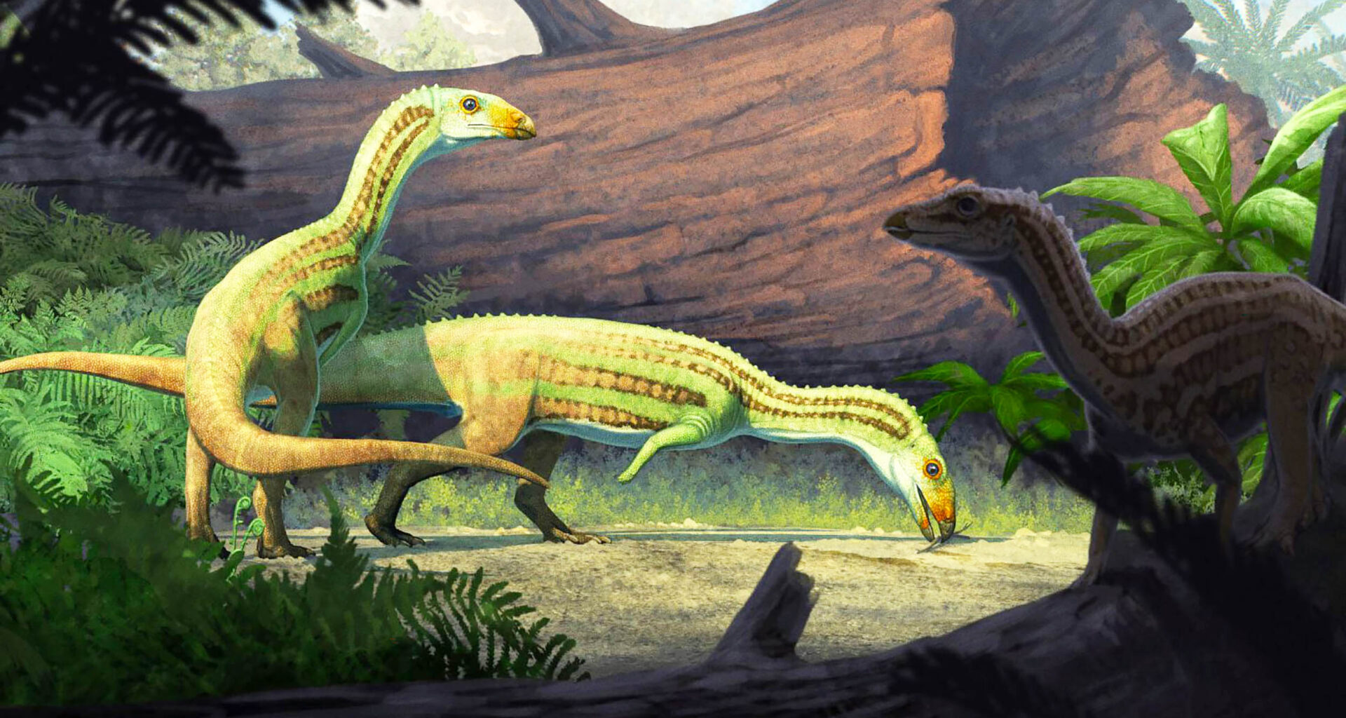 Odd crocodile relative switched from four legs to two as it grew