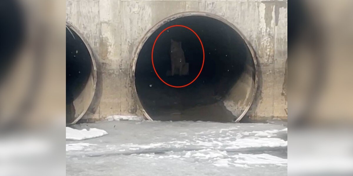 Fishermen Spot White 'Wolf' On Icy River — Then Realize The Animal Is Stuck