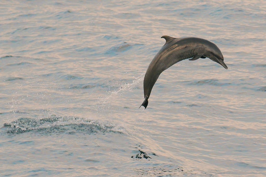 The Pantropical Spotted Dolphin can leap up to 0 feet through the air. Getty Images