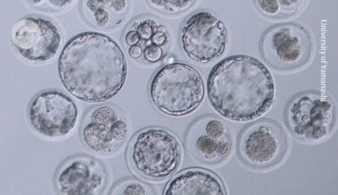 Can a mouse be cloned indefinitely? Decades-long experiment has answers