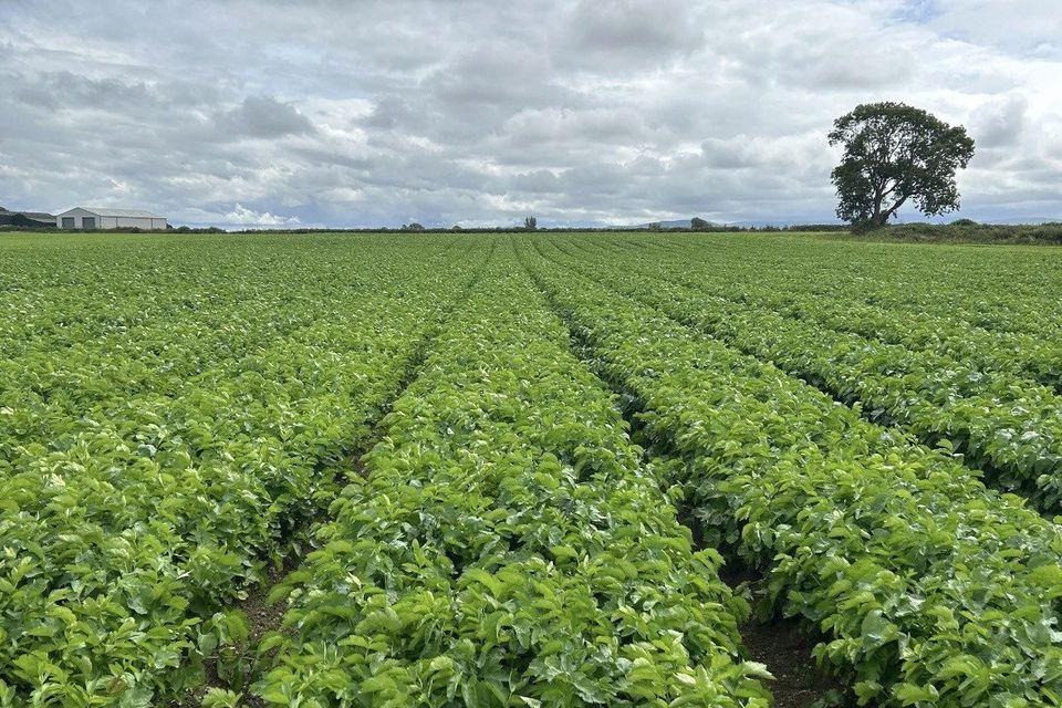 Hughes Agriculture & Farming Limited. Photo credit: Hughes Farming via Facebook